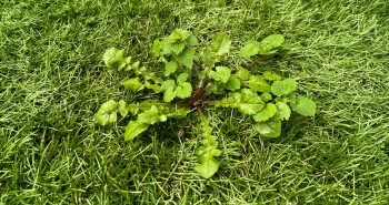 Illustration de Herbe dans le gazon synthétique : pourquoi et comment l’éliminer ?