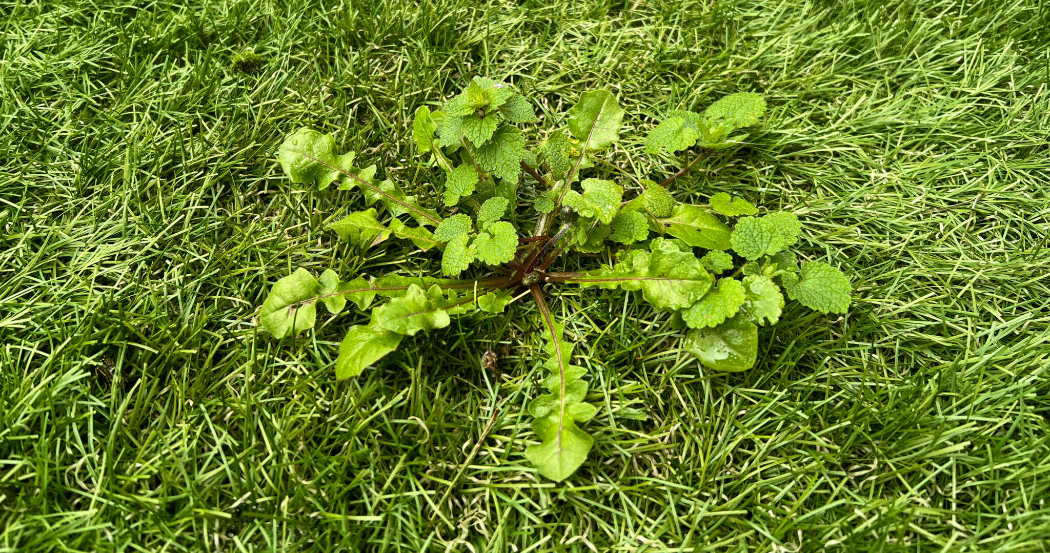 herbe dans gazon synthétique