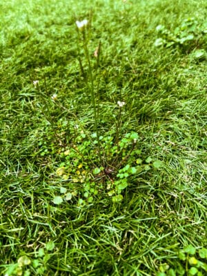 herbe dans gazon synthétique